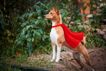 12 Dog Breeds With Secret Superpowers You Never Knew About