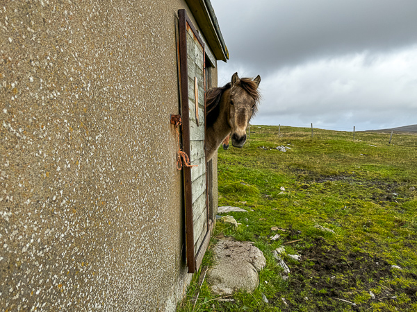 Kolka’s Shed