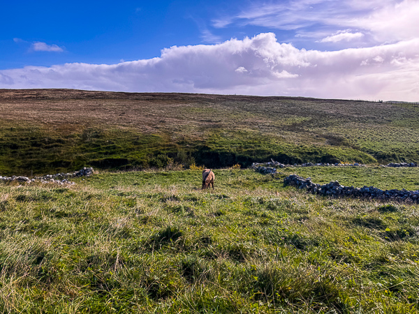 Long Grass