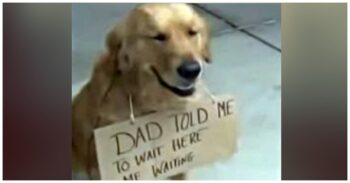 Dog Was Spotted Outside Store All Alone, With Sign Around His Neck