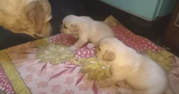 Mama Dog’s Hilarious ‘Scolding’ of Squabbling Puppies Goes Viral