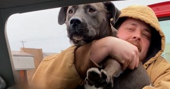 Man Spots Stray Pit Bull in Parking Lot and Rushes to Rescue It