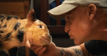 Special Needs Piglet Overflows with Joy When He Meets His Lifesaving Hero