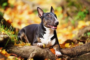 11 Leser Known Dog Breeds Who Act Like Puppies Their Whole Life