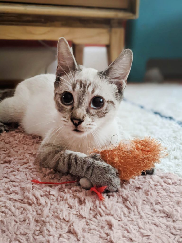 Adoptable Mr. Baker Wants to Spend His Days Loafing Around With YOU!