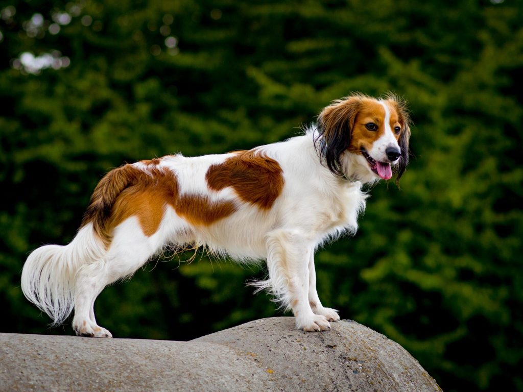 9 Lesser Known Dog Breeds Who Are The Most Devoted To Their Owners