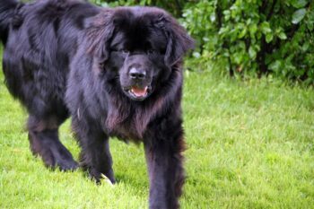 6 Dog Breeds Who Are Bigger Than Wolves