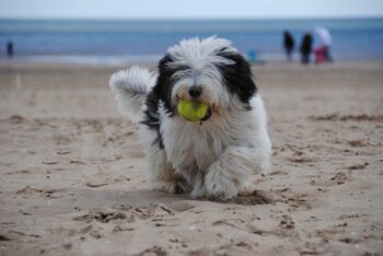 5 Myths About Old English Sheepdogs You Should Stop Believing