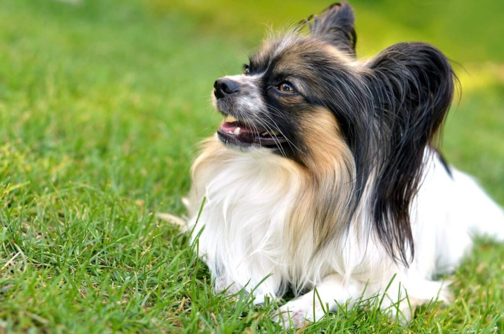 6 Lesser-Known Dog Breeds Who Make Terrible Guard Dogs