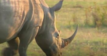 Poacher Trampled by Elephant and Devoured by Lions in Dramatic Turn of Events