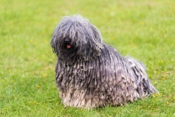 6 Dog Breeds Most Likely to Be Mistaken for a Mop