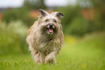 7 Little-Known Dog Breeds With The Longest Life Spans