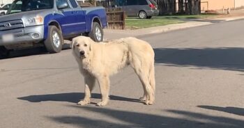 Giant Stray Great Pyrenees ‘Evades’ All Attempts Until Young Woman Steps Up