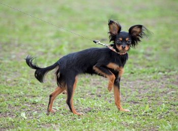 6 Little-Known Dog Breeds Under 25 Lbs.