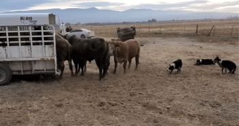 The Challenging Task of Loading Bucking Bulls in the Big Bend Trailer