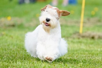 7 Loveable But Lesser-Known Dog Breeds