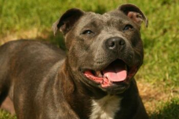 The 9 Most Unique Qualities of Staffordshire Bull Terriers