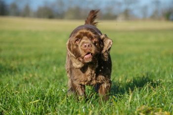 7 Stress-Free (Little-Known) Dog Breeds