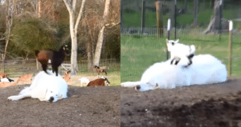 Sleepy Dog ‘Charms’ The Internet by Letting Baby Goats Use Him for Jumping