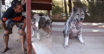 Shelter Dog Celebrates with Adorable ‘Happy Dance’ After 4-Years of Waiting