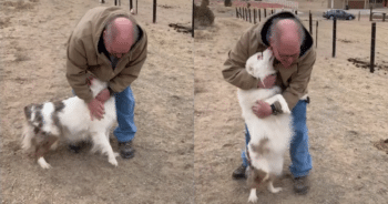 Blind-Deaf Dog Recognizes Owner Instantly in Heartfelt Reunion Video