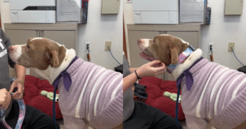 Scared Shelter Dog Finally Finds Happiness and Smiles Brightly When She Discovers She’s Been Adopted