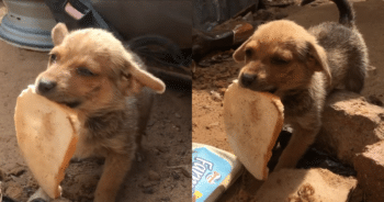 Tiny Stray Dog Offers His Only Bread to Rescuers in Heartwarming Gesture