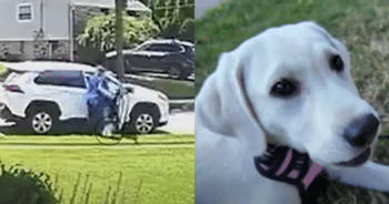 Woman Heartlessly Dumps Puppy Like Trash in Neighborhood, Never Looks Back