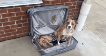 Abandoned Suitcase Found by Firemen Reveals Precious Cargo: Puppies and Their Mama