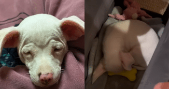 Couple Brings Home Blind Dog Left in a Box and Witnesses a Beautiful Transformation