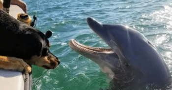 Dog and Dolphin Share a Wholesome Game of Hide and Seek