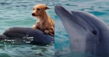 How a Group of Dolphins Saved a Stranded Doberman in Marco Island’s Canal