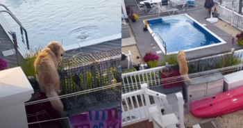 Golden Retriever’s ‘Sneaky’ Pool Visit at Neighbor’s House Becomes a Viral Hit