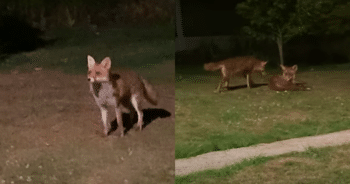 Foxes Sneak into Yard, Mom’s Camera Captures Their Adorable Antics