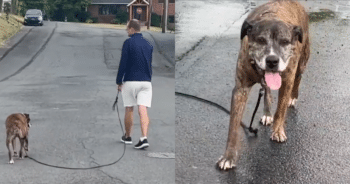 Final Walk: Entire Town Bids Farewell to Their Beloved Rescue Dog