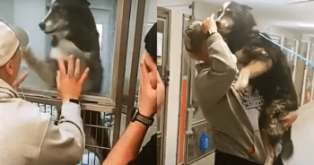 Lost Dog’s Excitement Unleashed When She Spots Family at Shelter