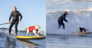 Dog Becomes ‘Wave-Obsessed’ After Surfing Session with Dad