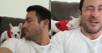 Charming Puppy’s Hilarious Struggle with Compliments from His Owner