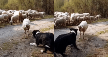 Lamb Challenges Sheepdog in a Funny Farmyard ‘Standoff’