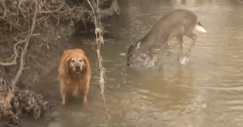 Golden Retriever Meets Deer in Woodland Pond, Their Playful Antics Go Viral