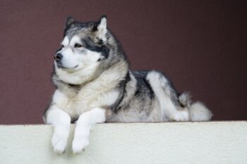 5 Myths About Alaskan Malamutes You Should Stop Believing