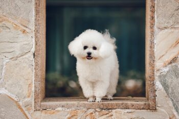 5 Myths About Bichon Frises You Should Stop Believing