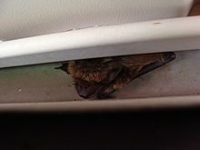 Bat Removal and Cleanup