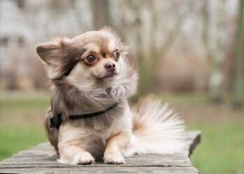 10 Dog Breeds With The Most Unusual Love Languages