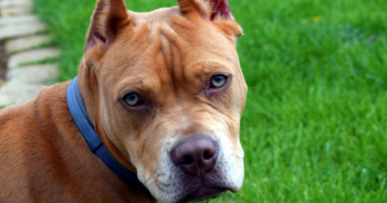 5 Myths About Pit Bulls You Should Stop Believing