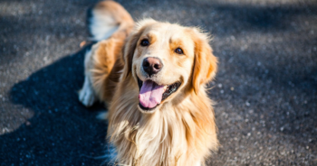 5 Myths About Golden Retrievers You Should Stop Believing