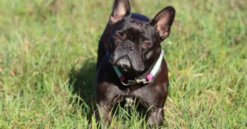 5 Myths About French Bulldogs You Should Stop Believing