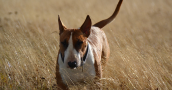 5 Myths About Bull Terriers You Should Stop Believing