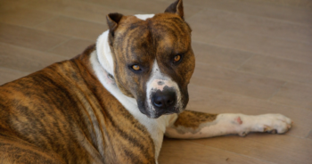 5 Myths About American Staffordshire Terriers You Should Stop Believing