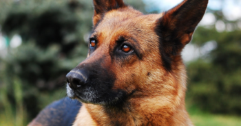 5 Myths About German Shepherds You Should Stop Believing